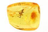 Large Fossil Spider (Araneae) In Baltic Amber #270589-2
